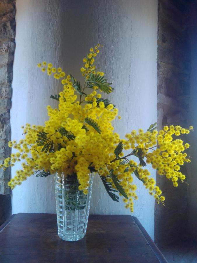 Cascinale La Mimosa Bed and Breakfast Cupramontana Eksteriør billede